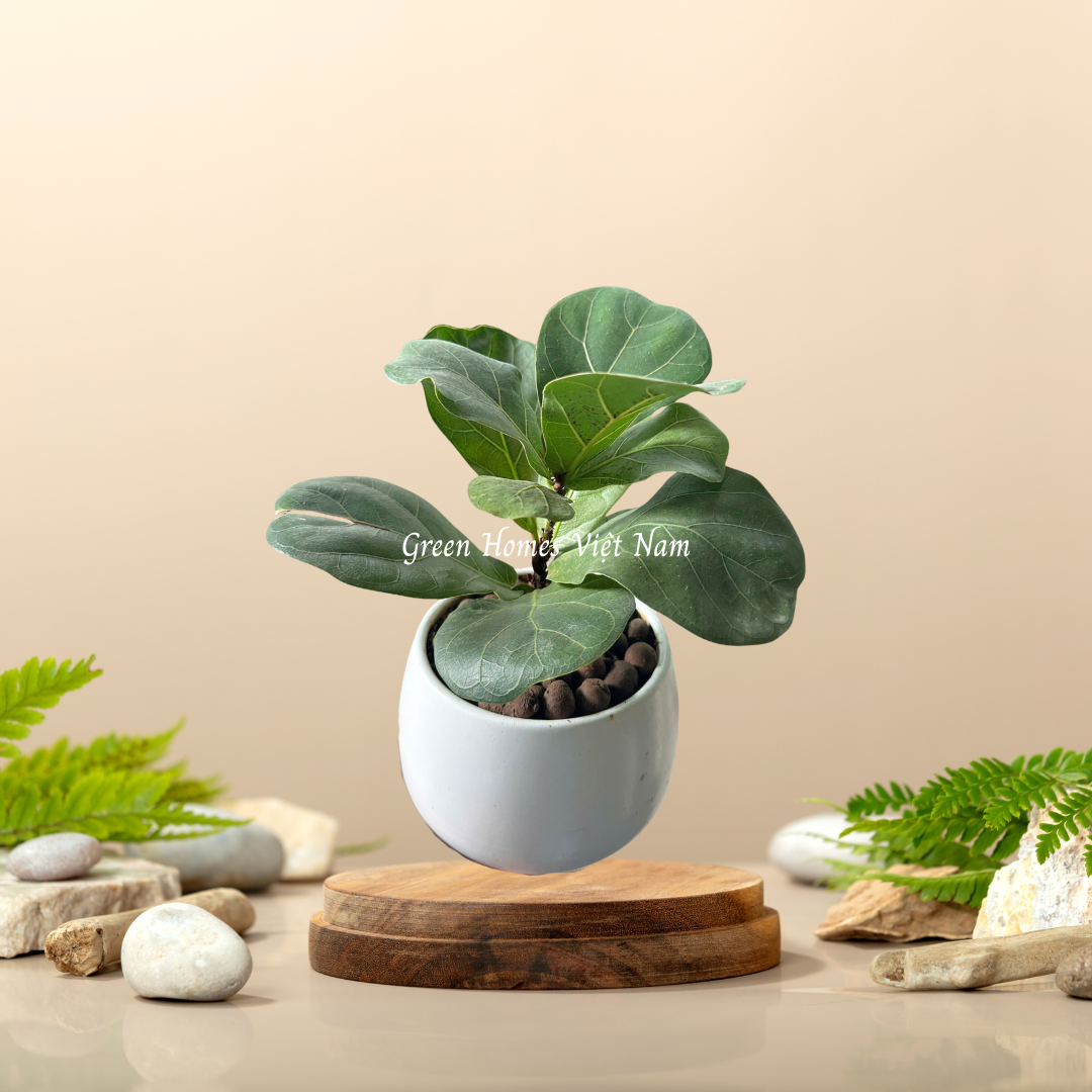 Chậu Cây Bàng Singapore Mini